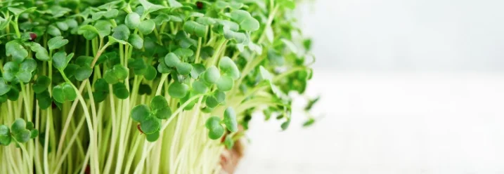 Frische Brokkoli-Sprossen